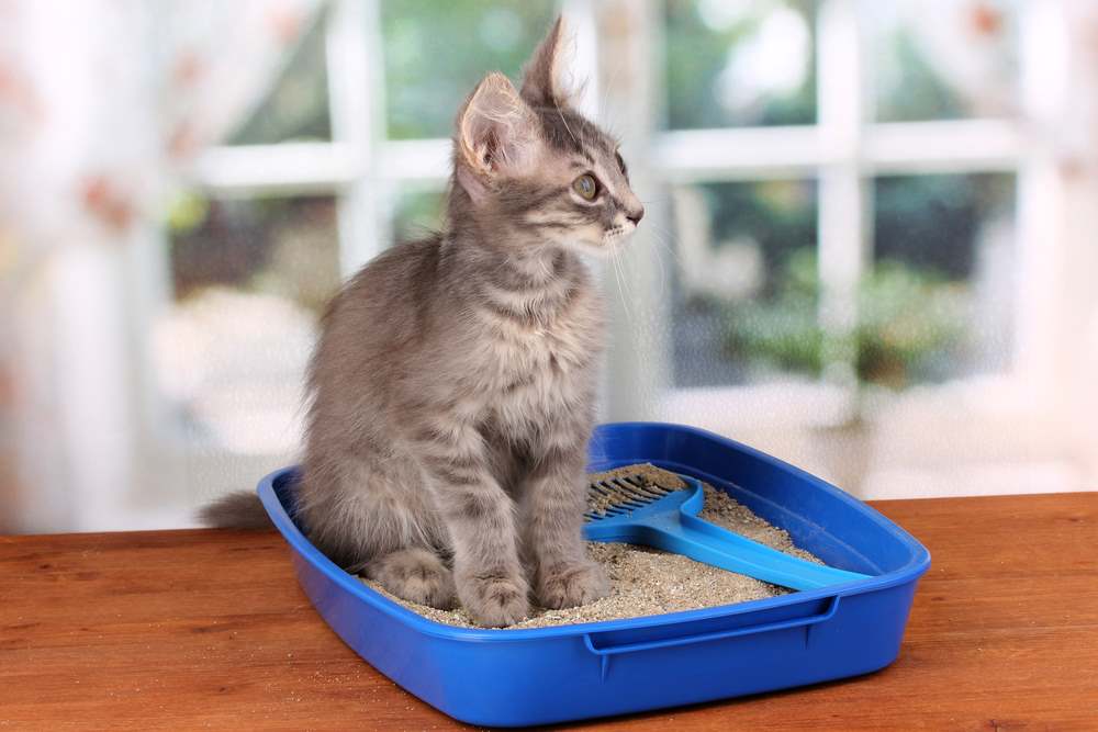 Продам производство товаров для животных — наполнители для кошачьего туалета